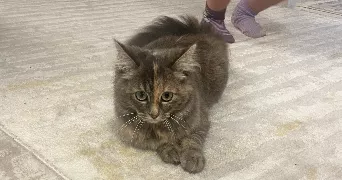 adile pet sitter à GOUSSAINVILLE 95190