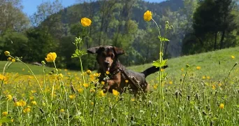 isalyne pet sitter à DINGY ST CLAIR 74230