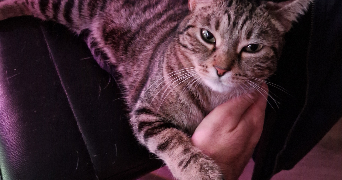 rafael pet sitter à ANNEMASSE 74100_1