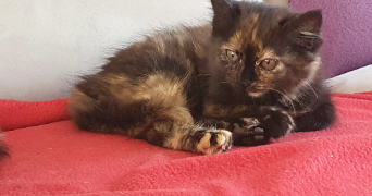 nathalie pet sitter à BOUGUENAIS 44340_2