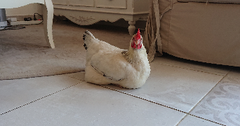 Gloria  pet sitter à Chatillon d\'Azergues  69380_6