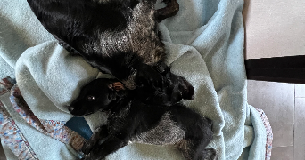 marie pet sitter à AUDIERNE 29770_1