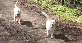 antony pet sitter à CAMBRAI 59400_3