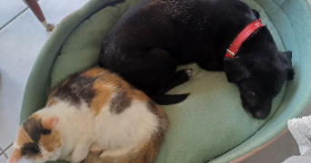 emma pet sitter à LA ROCHELLE 17000_4