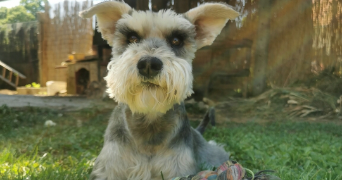 franciska pet sitter à BARBERAZ 73000_1