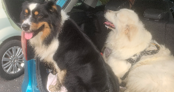 valentine pet sitter à VALS PRES LE PUY 43750_1