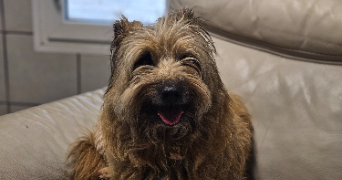 marlene pet sitter à AUNEAU BLEURY ST SYMPHORIEN 28700_65