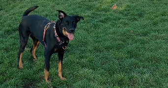 mathilde pet sitter à PARIS 02 75002_2