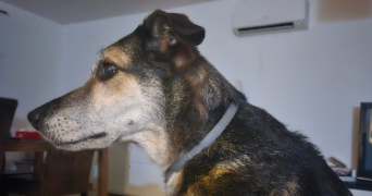camille pet sitter à LACOURT ST PIERRE 82290_5