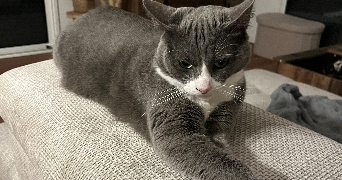 léa pet sitter à RENUNG 40270_1