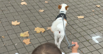 emanuel pet sitter à ST ETIENNE 42000_2