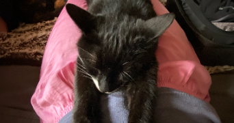 chloé pet sitter à PARIS 08 75008_1