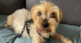 margot pet sitter à CLAYE SOUILLY 77410_3