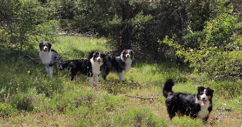 nadege pet sitter à CAUSSOLS 06460_1
