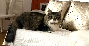 sanny cat sitter à LINGOLSHEIM 67380_0