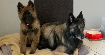 elodie pet sitter à VINAY 51530_2