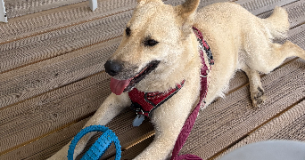 louane pet sitter à LE PUY EN VELAY 43000_6