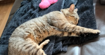 sonia pet sitter à BREUCHES 70300_1