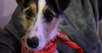 flavie pet sitter à BEAUMONT SUR SARTHE 72170_1