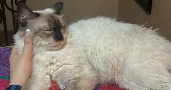 jouhayna pet sitter à Paris 10 75010_8