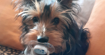 anaïs pet sitter à GONESSE 95500_6