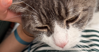 medina  pet sitter à Paris 75016_4