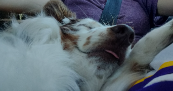 paysant pet sitter à ANGERS 49000_1