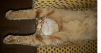 lou-anne pet sitter à TALLARD 05130_4