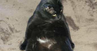 muriel pet sitter à Précy-sur-Marne 77410_9