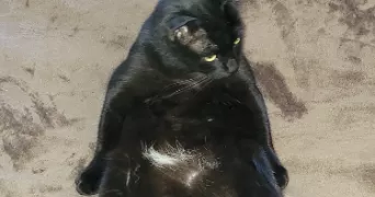 muriel pet sitter à Précy-sur-Marne 77410