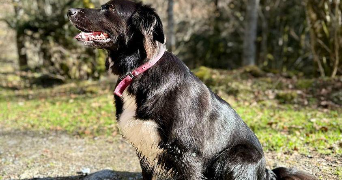 emeline pet sitter à TOULOUSE 31400_0