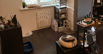 alexandre cat sitter à FACHES THUMESNIL 59155_4