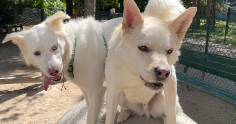 elie pet sitter à PARIS 11 75011_5