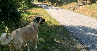 louvine pet sitter à NICE 06000_4