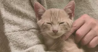 joelle pet sitter à BAUGE EN ANJOU 49150
