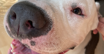 solene pet sitter à VILLEURBANNE 69100_3