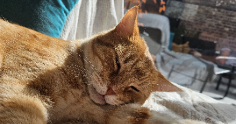 lino pet sitter à ROCLINCOURT 62223_2