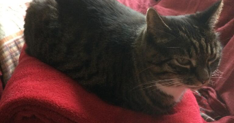 sophie pet sitter à PARIS 13 75013_2