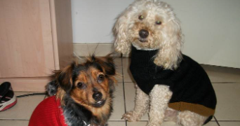 isabelle pet sitter à AIGUILLON 47190_8