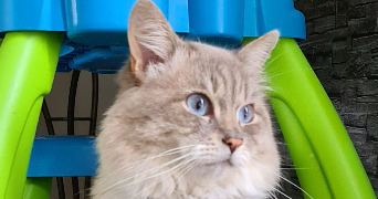 marie theresia pet sitter à STRASBOURG 67000_6