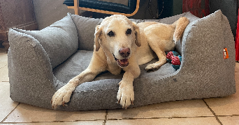 valeria pet sitter à NANTES 44200_6