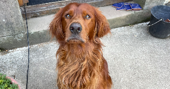 meline pet sitter à VILLENAVE D ORNON 33140_7