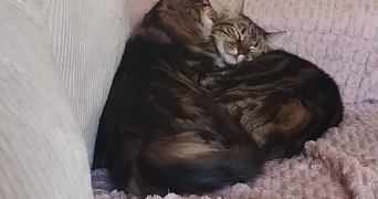 sandrine pet sitter à BEZIERS 34500_1