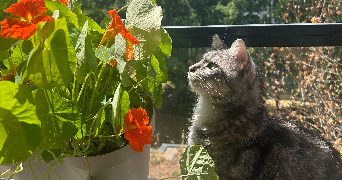 ophélie  pet sitter à ST HERBLAIN 44800_6