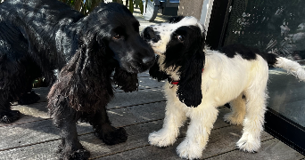 léane pet sitter à FONTAINE LE COMTE 86240_1