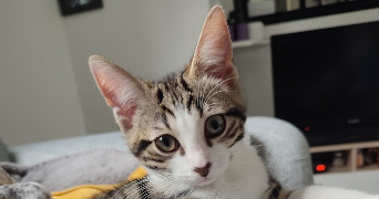 marion pet sitter à CHANTELOUP EN BRIE 77600_2