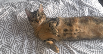 manon pet sitter à La roussiere mesnil en ouche 27270_3