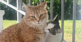 manon pet sitter à LA VILLE AUX DAMES 37700_3