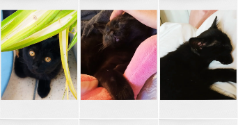 bérengère pet sitter à MONTPELLIER 34000_6
