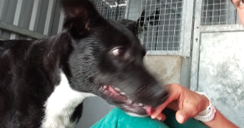 alexandra pet sitter à BAYONNE 64100_1
